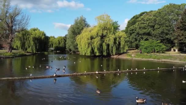 Flock British Geese Feeding Chicks Ducklings Edge Lake Slow Motion — Video