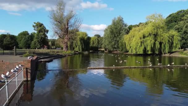 Flock British Geese Feeding Chicks Ducklings Edge Lake Slow Motion — Vídeo de Stock