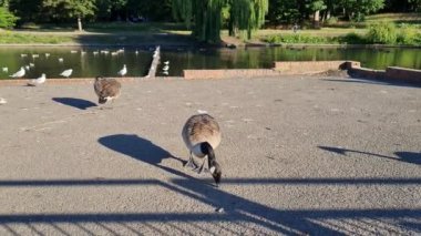 Flock of British Geese are feeding their chicks ducklings on the Edge of Lake, Slow Motion Footage 