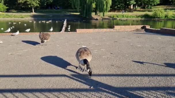 Flock British Geese Feeding Chicks Ducklings Edge Lake Slow Motion — Stockvideo
