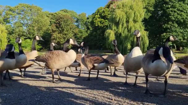 Flock British Geese Feeding Chicks Ducklings Edge Lake Slow Motion — Video Stock