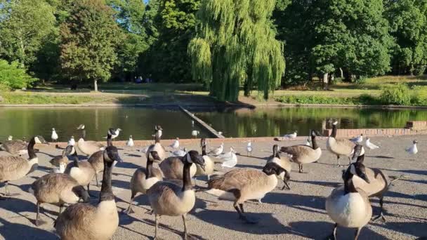 Flock British Geese Feeding Chicks Ducklings Edge Lake Slow Motion — 비디오
