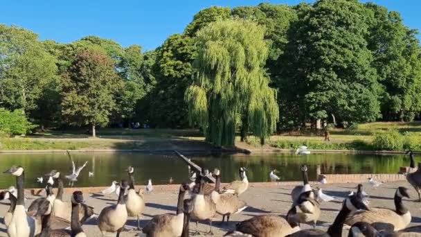 Flock British Geese Feeding Chicks Ducklings Edge Lake Slow Motion — Vídeos de Stock