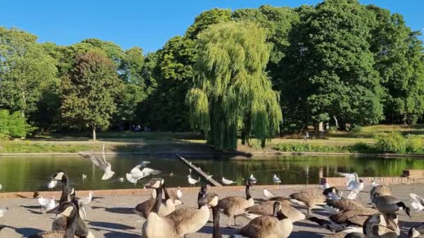 Flock British Geese Feeding Chicks Ducklings Edge Lake Slow Motion — стокове відео