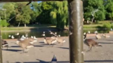 İngiliz Kaz Sürüsü, Yavrularını Gölün Kıyısında Besliyor, Yavaş Hareket Görüntüsü 