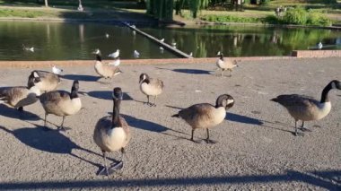 İngiliz Kaz Sürüsü, Yavrularını Gölün Kıyısında Besliyor, Yavaş Hareket Görüntüsü 