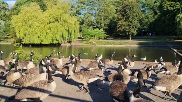 Flock British Geese Feeding Chicks Ducklings Edge Lake Slow Motion — Vídeos de Stock