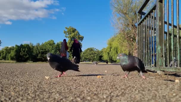 Flock British Geese Feeding Chicks Ducklings Edge Lake Slow Motion — Αρχείο Βίντεο