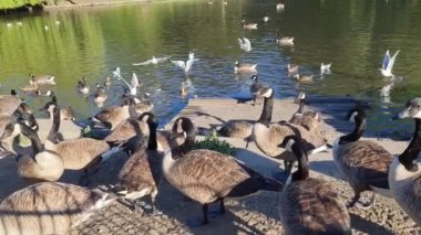 Flock of British Geese are feeding their chicks ducklings on the Edge of Lake, Slow Motion Footage 