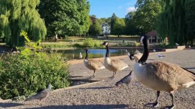 İngiliz Kaz Sürüsü, Yavrularını Gölün Kıyısında Besliyor, Yavaş Hareket Görüntüsü 
