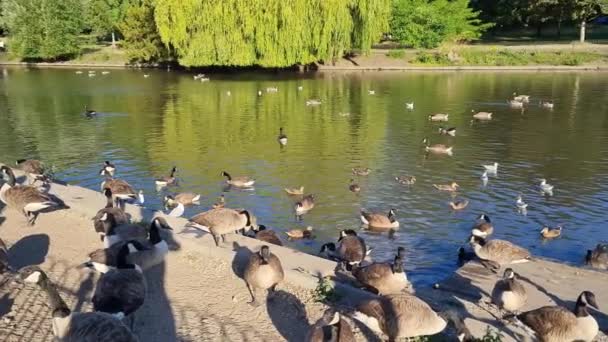 Flock British Geese Feeding Chicks Ducklings Edge Lake Slow Motion — Αρχείο Βίντεο
