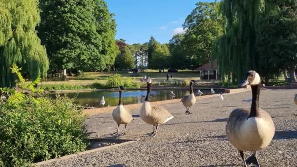 Flock British Geese Feeding Chicks Ducklings Edge Lake Slow Motion — Video Stock