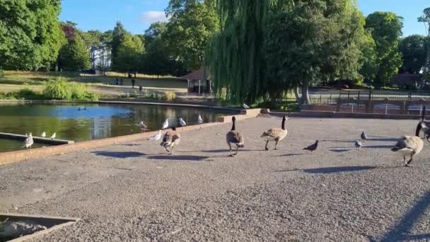 Flock British Geese Feeding Chicks Ducklings Edge Lake Slow Motion — Stockvideo