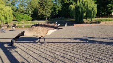 Flock of British Geese are feeding their chicks ducklings on the Edge of Lake, Slow Motion Footage 