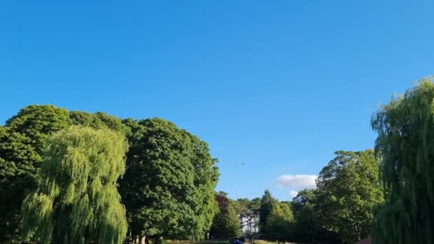 Flock British Geese Feeding Chicks Ducklings Edge Lake Slow Motion — Stockvideo