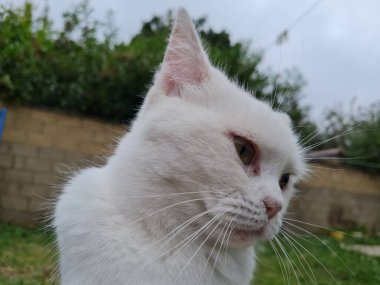 Şirin Pers Kedisi Çimlerde Poz Veriyor