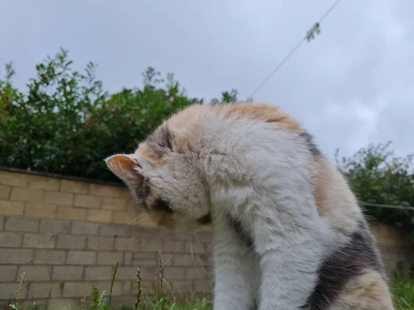 Cute Persian Cat Posing Grass — Φωτογραφία Αρχείου