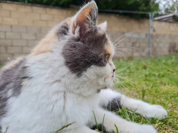 Cute Persian Cat Posing Grass — ストック写真