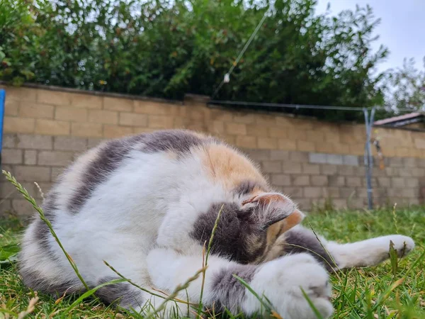 Cute Persian Cat Posing Grass — ストック写真