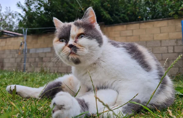 Cute Persian Cat Posing Grass — Φωτογραφία Αρχείου