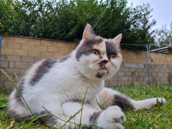Cute Persian Cat Posing Grass — Φωτογραφία Αρχείου