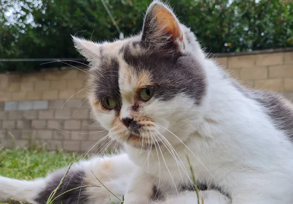 Милый Персидский Кот Позирует Траве — стоковое фото