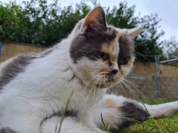 Cute Persian Cat Posing Grass — 图库照片