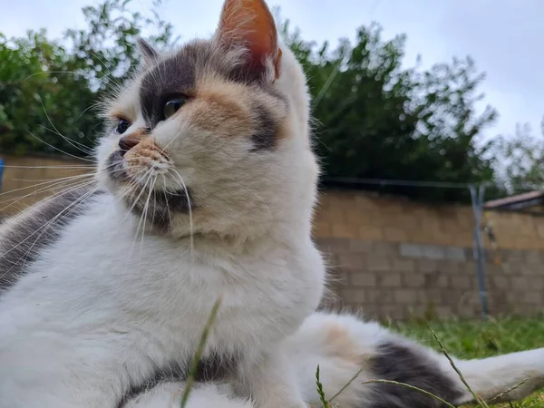 Cute Perski Kot Jest Pozowanie Trawie — Zdjęcie stockowe