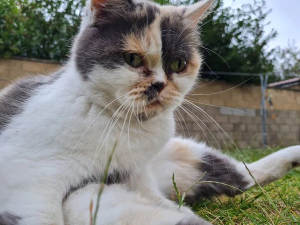 Cute Persian Cat Posing Grass — ストック写真