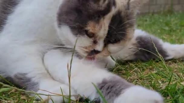 Güzel Kedi Çimlerde Poz Veriyor — Stok video