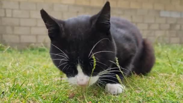 Beautiful Cat Posing Grass — Stock videók