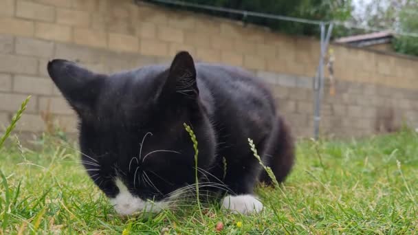 Güzel Kedi Çimlerde Poz Veriyor — Stok video