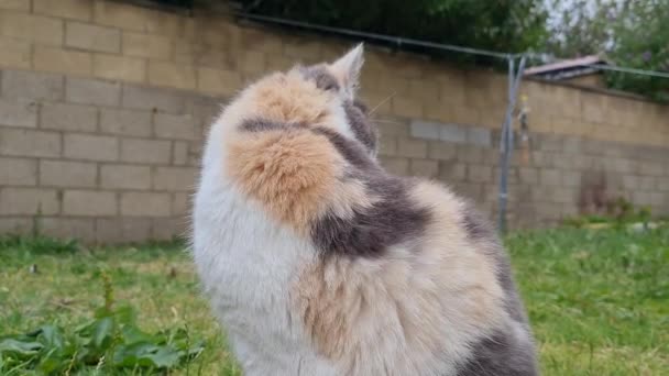 Beautiful Cat Posing Grass — Stok Video