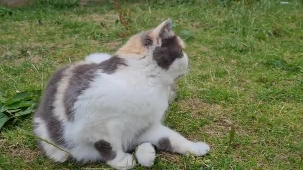 Beautiful Cat Posing Grass — Stock videók
