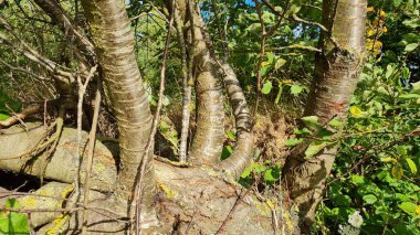 İngiliz tarım arazileri ve kırsal bölgeler