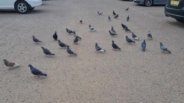 Cute Pigeons Car Park — Stock Video