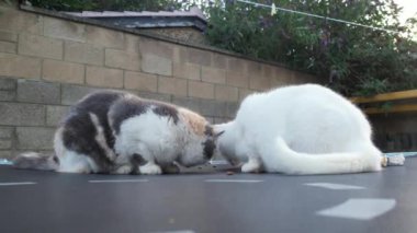 2 cats are eating food in the home garden on a hot summer day