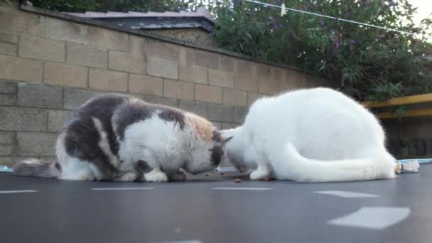 Cats Eating Food Home Garden Hot Summer Day — Vídeo de Stock