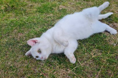 Beautiful Persian Breed Cat in the Home Garden, close up shot