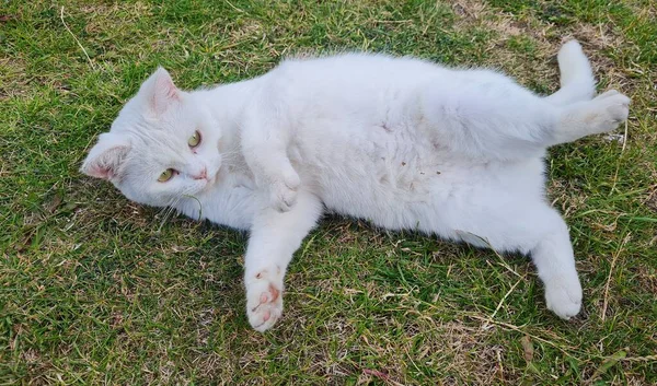 Beautiful Persian Breed Cat Home Garden Close Shot — Stok fotoğraf
