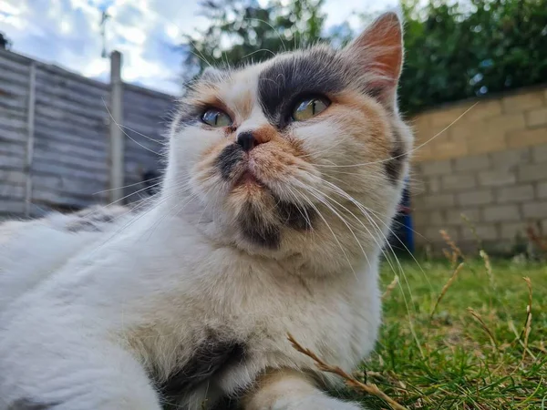Beautiful Persian Breed Cat Home Garden Close Shot — 图库照片