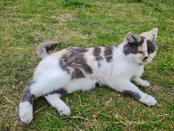 Beautiful Persian Breed Cat Home Garden Close Shot — Fotografia de Stock