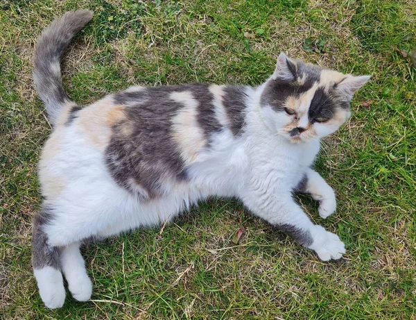 Beautiful Persian Breed Cat Home Garden Close Shot —  Fotos de Stock