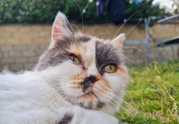 Beautiful Persian Breed Cat Home Garden Close Shot — ストック写真