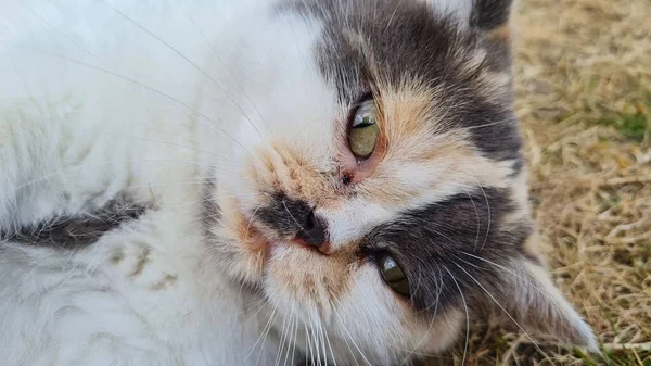 Beautiful Persian Breed Cat Home Garden Close Shot — Stockfoto