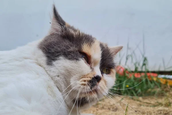 Beautiful Persian Breed Cat Home Garden Close Shot — 图库照片