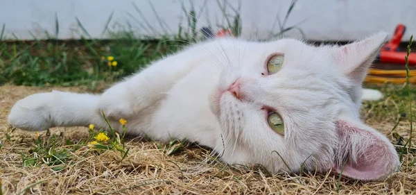 Beautiful Persian Breed Cat Home Garden Close Shot — Fotografia de Stock