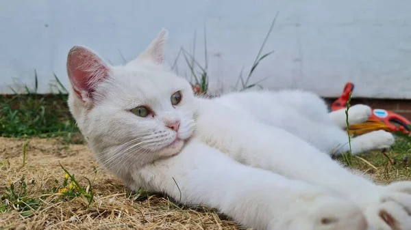 Beautiful Persian Breed Cat Home Garden Close Shot — ストック写真