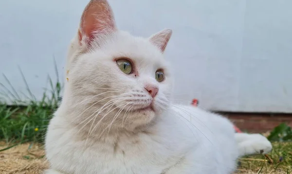 Beautiful Persian Breed Cat Home Garden Close Shot — ストック写真