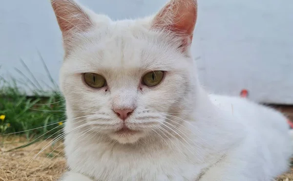 Beautiful Persian Breed Cat Home Garden Close Shot — 图库照片